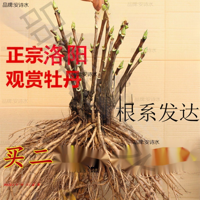 洛阳观赏牡丹花苗大苗-分支重瓣大花四季开花花卉盆栽庭院垒德株