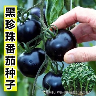 �����鷬�ѷN���ļ��̨�����׷Nֲ�ڌ�ʯ����ˮ�����߲˷N��
