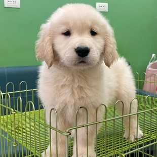 ��ë�����N��ëѲ��Ȯ��ë��Ȯ���ﹷ���B�pѪ�yِ����ëȮ����