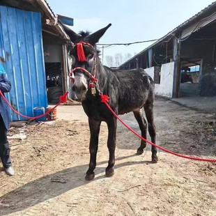 ���N���H�����H���w���lС�H�����H������С���H������Xһֻ