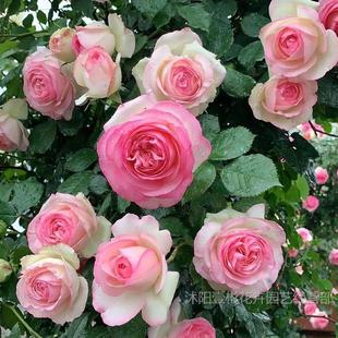 Pink Dragon Sand Gem Climbing Vine Rose Rose Seedlings Extra Large Florals Strong Fragrance All Year Round Florals Green Plants Balcony Courtyard