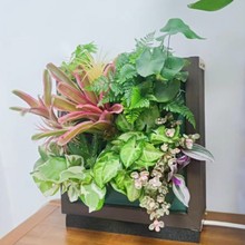 立体多层墙上创意相框挂墙挂壁花架自吸水免打孔水培壁挂花盆花器