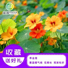 旱金莲花种子旱荷花 金莲花室内阳台盆栽观花植物 四季种易活