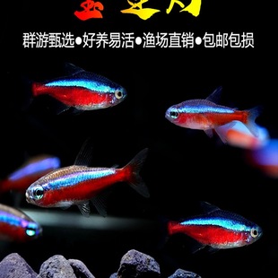 ���N������ɏ�����w�Ꭷ�~�^�p�~Ⱥ�Ο����~С���~�猙�ﵭˮ�~