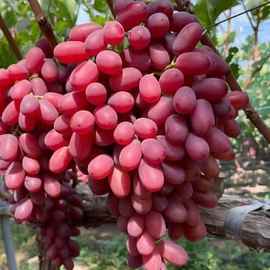 包邮克伦生无籽红提脆甜红宝石葡萄应季新鲜水果见详情中国