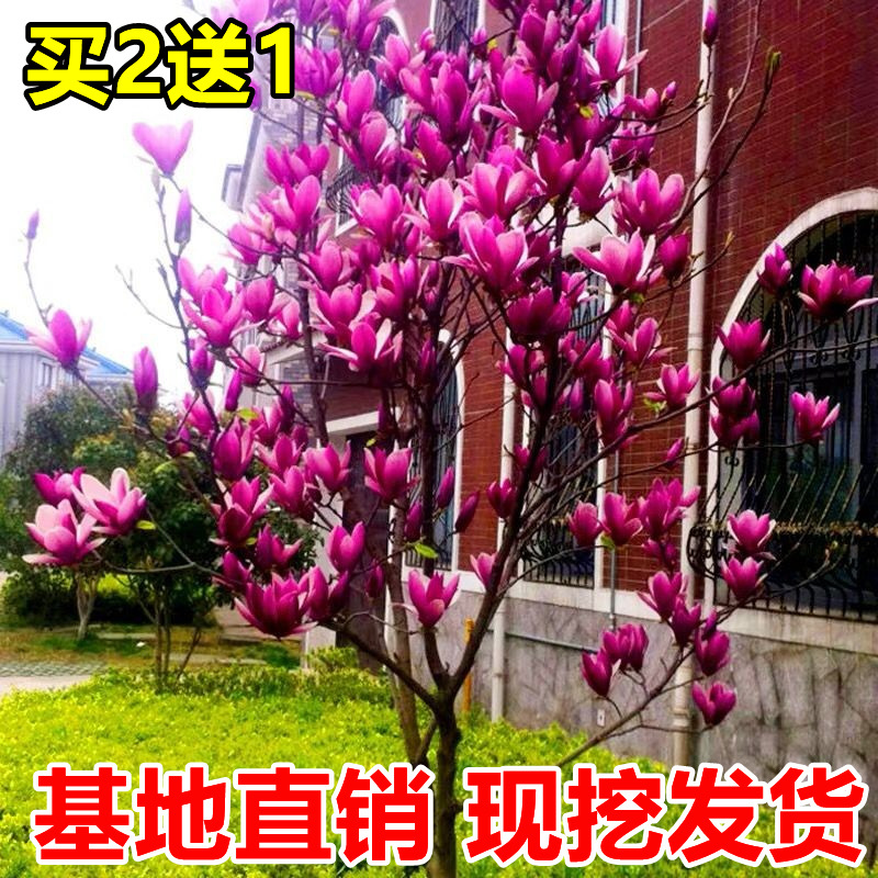 玉兰花树苗盆栽庭院地栽带花苞红紫玉兰别墅风景绿化四季开花植物