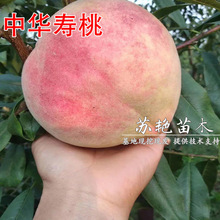 �޽��Ҙ��� ���A���Ҙ��� �}���� ��ĸ�t�����Ә��箔��Y�����]