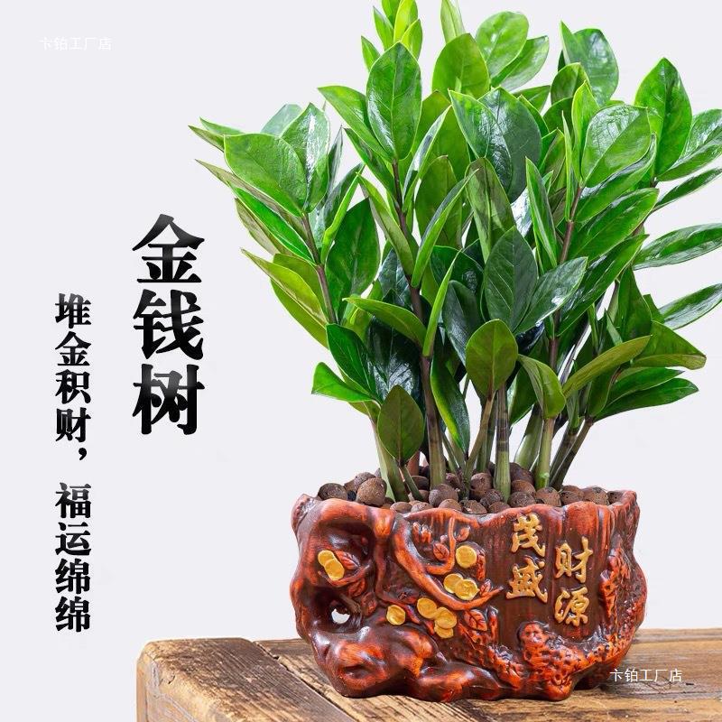 Money Tree Potted Green Plants Indoor Living Room Easy to Feed and Beautiful All Year Round Evergreen Ceramic Small Bonsai Money Tree