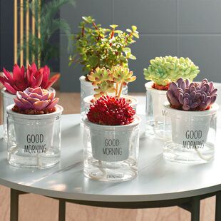 Mirror Green Self-Absorbing Succulent Plant Set Green Plant Flower Potted Indoor Lazy Person Easy to Grow Hydroponic Purification Yiting
