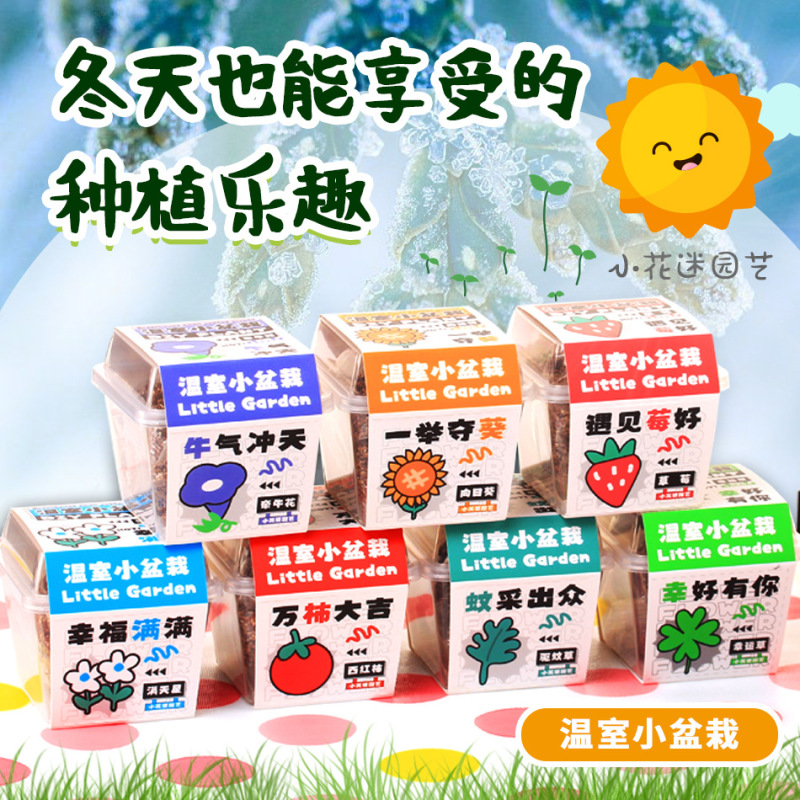 Students and Children Plant Small Potted Sunflower Seeds and Observe the Growth of Plants, Four-Season Flower Seed Set