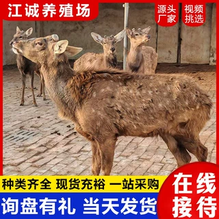 养殖基地梅花鹿幼崽活体 散养温顺听话梅花鹿 景区互动观赏梅花鹿