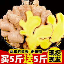 生姜批发老姜老黄姜调味品小黄姜新鲜蔬菜月子姜非大黄姜泡脚生姜