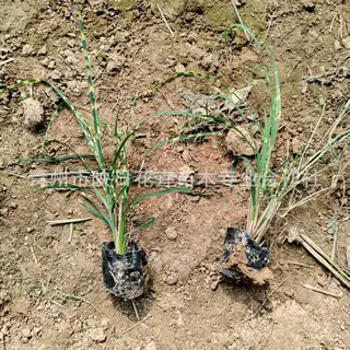 斑叶芒苗盆栽基地耐寒旱河道美化绿化斑叶芒花苗价格成品苗带盆发