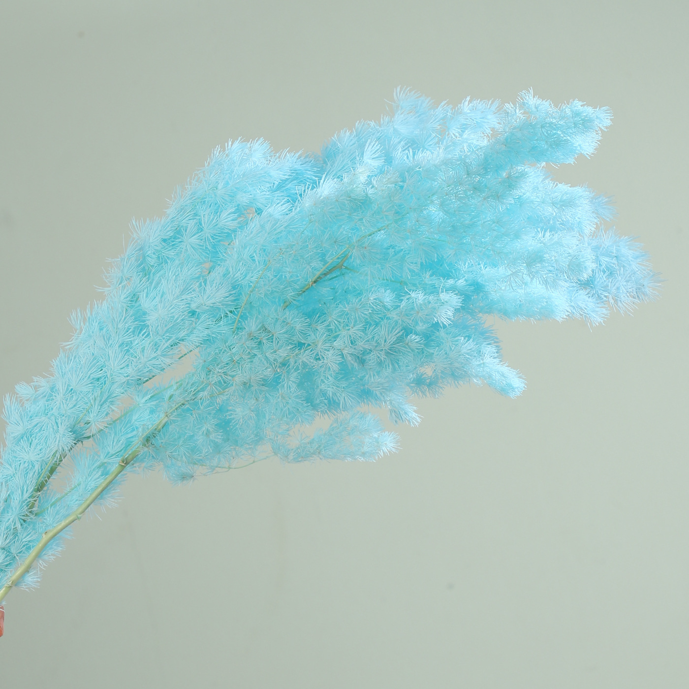 Flores secas de siete colores cordier flor flor flor flor de embalaje flor decoración flordiy florista florística material de ramo de embalaje floral