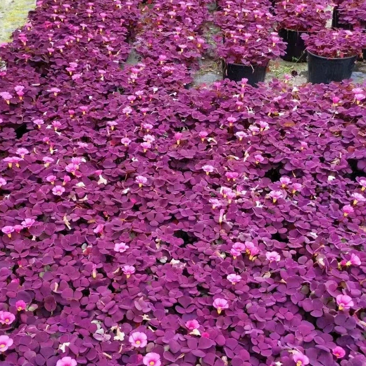 Гибискус, Импатиенты, Садовый ландшафт, Импатиенты с фиолетовыми листьями, Импатиенты с лавой, посадка частных вилл в парке