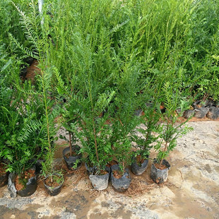 �������l�Ϸ��t��ɼ����ߙn�e��ͥԺ�Gֲ�ͺ��L���G�����ļ�����