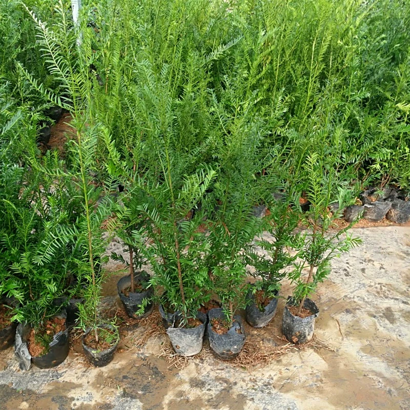 База оптом Тисовые саженцы Южной полноценной дачи двор зеленые растения морозостойкие ландшафт зеленые деревья вечнозеленые круглый год