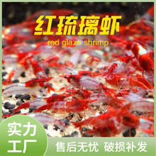 极火虾红色观赏小虾集火不是樱花血腥玛丽淡水清洁除藻鱼缸工具虾