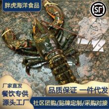 熟冻波士顿龙虾批发波龙商用大龙虾海鲜水产澳洲龙虾商用批发