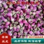 山东平阴品质玫瑰花原料