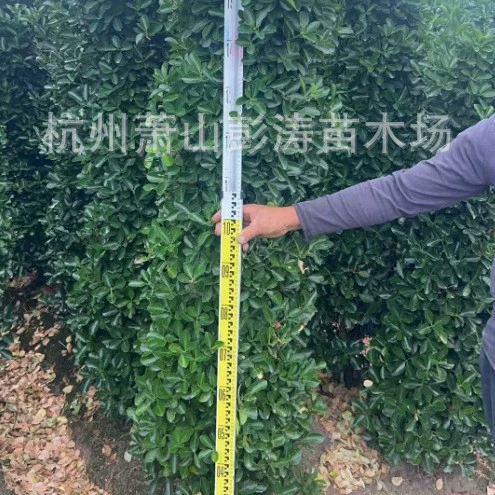 Оптовая база Xiaoshan: высокие листья, боксвуд, столбы, вилла, зеленый забор, вечнозеленый забор