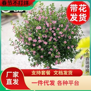 һ�����lСľ�Ȼ������԰����ǻ����{ѩ���ļ��_�����������̨��