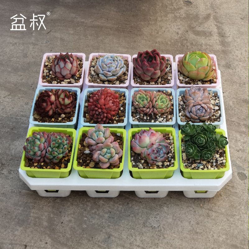 White Black Twelve Grids 7cm Square Pot Bracket Succulent Flower Pot Miwei Octagonal and Other 6.5-7cm Diameter Pots Balcony