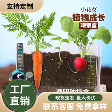 小花农植物观察盒 儿童学生种植杯益智科教玩具 蔬果根系花卉观察