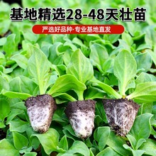 ˮ���������������N���ӎ������ļ��߲������̨���l