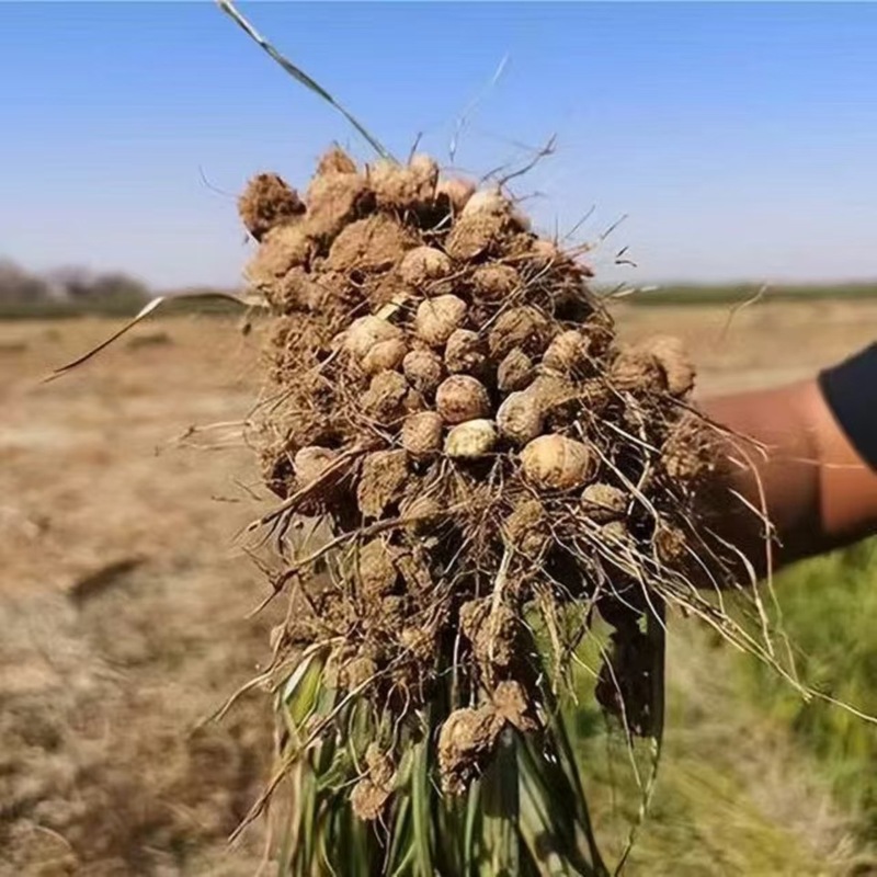 新疆皮むき油落花生、地下くるみ、タイガーナッツ、特製ドライフルーツスナック、豆乳|undefined