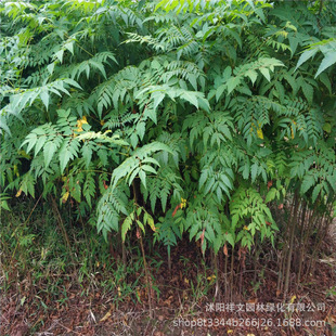 �a��ֱ�N������ �е��� ���� �Sɽ�� �G����ľ����� Ҏ���Rȫ