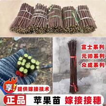 �O���޽�֦�l�t��ʿ��l����8̖10�O��֦�l���������ع�ѿ�c