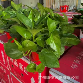 盆栽;灌木;观赏凤梨