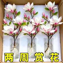 带花苞玉兰花水培鲜切花玉兰鲜枝真花过年花束盆栽客厅摆件年宵花