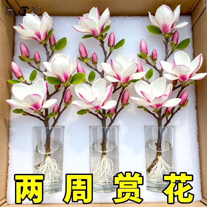 带花苞玉兰花水培鲜切花玉兰鲜枝真花过年花束盆栽客厅摆件年宵花