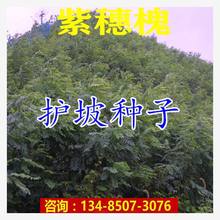 뻱N޻@־G߅¸Fo¹ݹľѻ