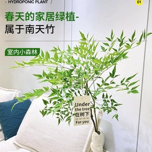 ������ˮ��Gֲ����tˮ�B�����҃Ȼ����r��֦���R�R��ľƽ��ֲ��