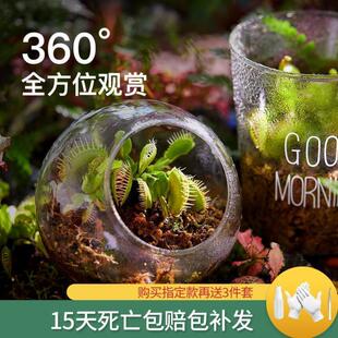 Flytrap, Insectivorous Plant, Mosquito Repellent Plant, Planting of Man-Eating Flowers, Mosquito-Catching Plants, Various Internal Food to Raise Big Mouths