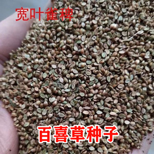 Broadleaf Grass Seeds, Broadleaf Grass, Baixi Grass, Perennial Slope Greening Grass, Heat-Resistant Slope Protection and Green Grass Seeds