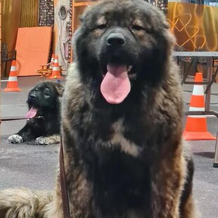 �߼�����Ȯ���ʹ�Ǽ��pѪ�y�߼���Ȯ����Ȯ����ﹷ����Ȯ�ܰ�