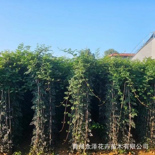 Lingxiao Flower Three-Year-Old Vine Climbing Vine Yard Wall Guardrail Greening Climbing Ornamental Flower