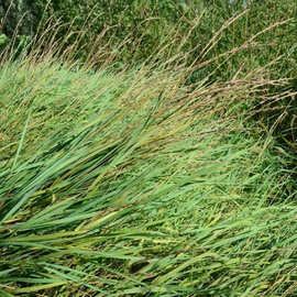厂家批发披碱草种 矿区沙地绿化不惧高温护坡固土耐盐碱牧草种籽