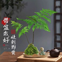 �t��ާ̦�\��ˮ��ֲ��һ�~ާ��҃��������ʽ�U���辰�^�~�Gֲ�o