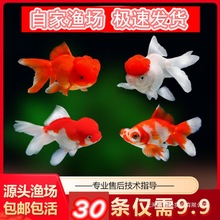 �^�p�~��ˮ�~���С���~��С����~���~�\���~���w�t�{���^��ˮ�~