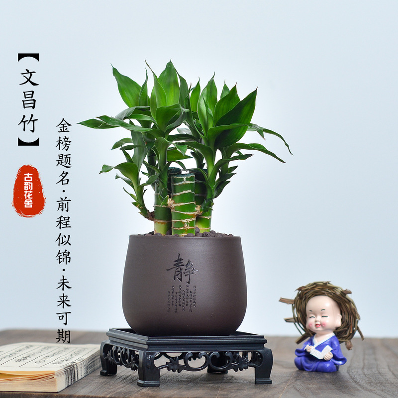 Wenchang Bamboo 5 Stems of Lucky Bamboo with Roots, Indoor Tabletop Green Plant, Air Purifying, Mood Stabilizing Bonsai Flower