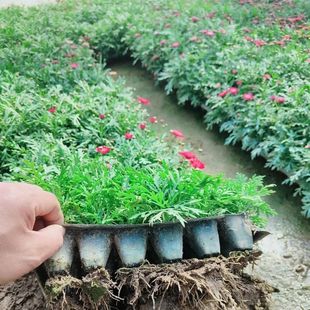 �����������Ի���С�r�վջ��̨ͥԺ�׻�Gֲ���܎�ԭ���l؛�ͺ�