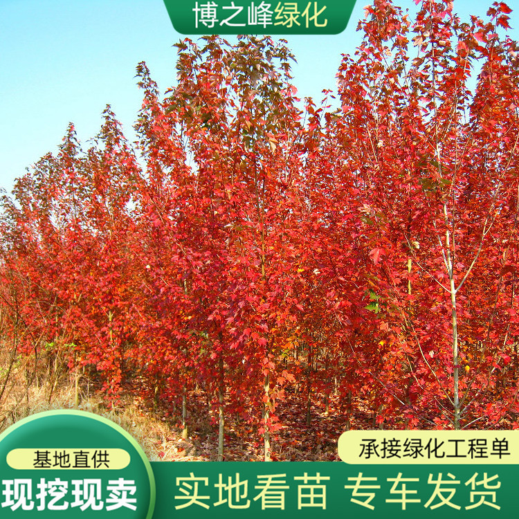 美国红枫树苗园林行道绿化风景树景区造景观叶日本红枫中国红枫树