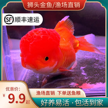�t�{���^�^�p�~���w��ˮ�~���B�ͻ�t���{С���~��ˮ�~��������~