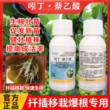 快速生根爆根专用吲丁萘乙酸定植移栽扦插生根壮苗植物通用生根剂
