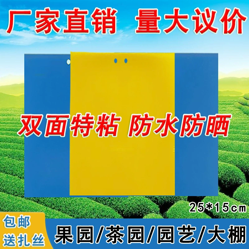 Липкий трипс белокрылка